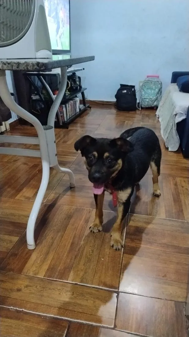 Cachorro raça Rottweiler idade 2 anos nome Mikey