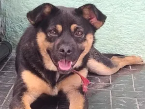 Cachorro raça Rottweiler idade 2 anos nome Mikey