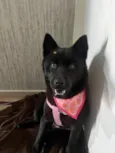 Pandora 