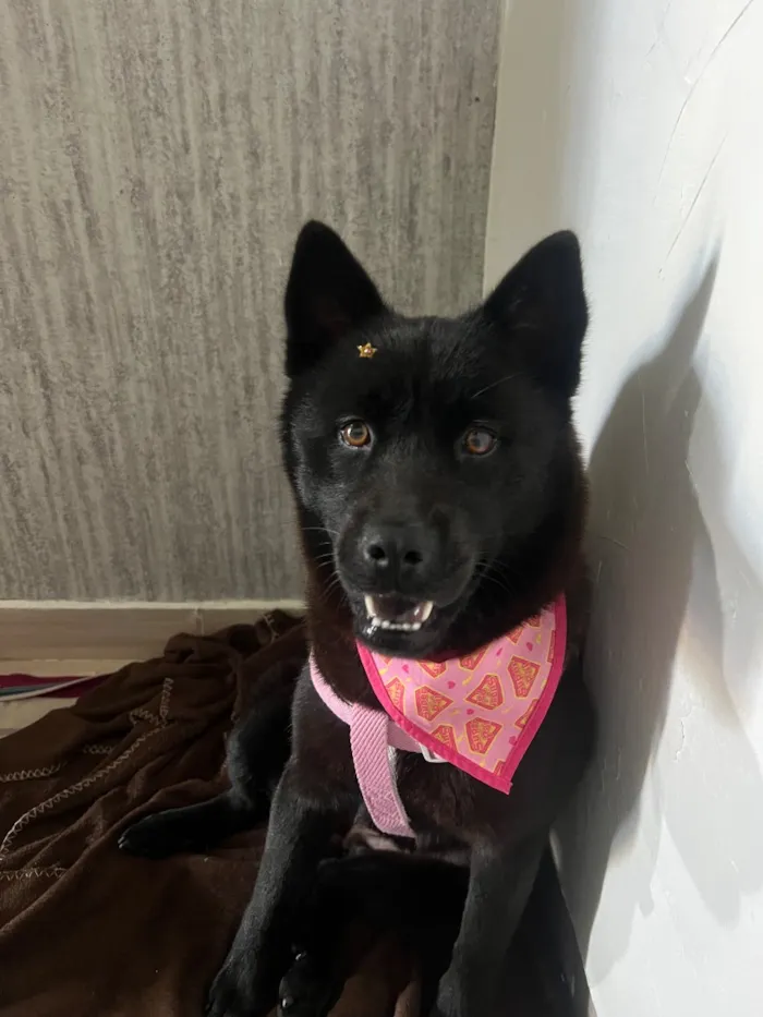 Cachorro raça SRD-ViraLata idade 1 ano nome Pandora 