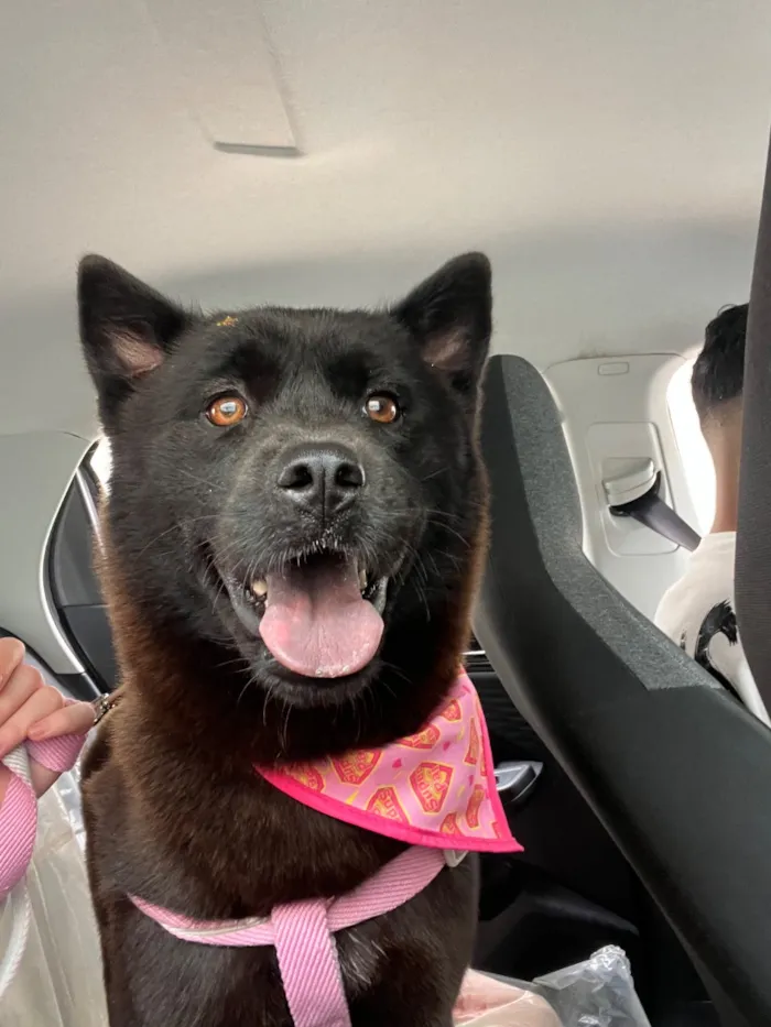 Cachorro raça SRD-ViraLata idade 1 ano nome Pandora 