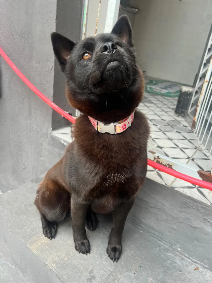 Cachorro raça SRD-ViraLata idade 1 ano nome Pandora 