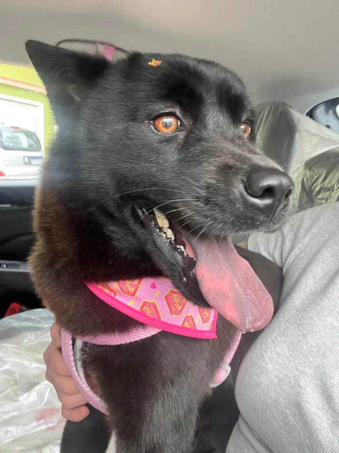 Cachorro raça SRD-ViraLata idade 1 ano nome Pandora 