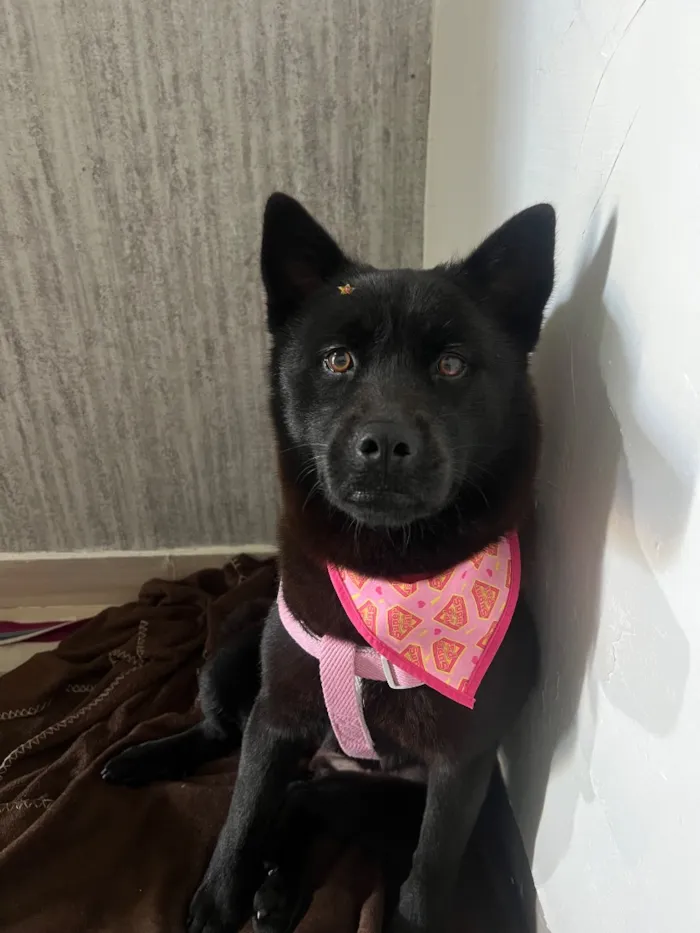 Cachorro raça SRD-ViraLata idade 1 ano nome Pandora 