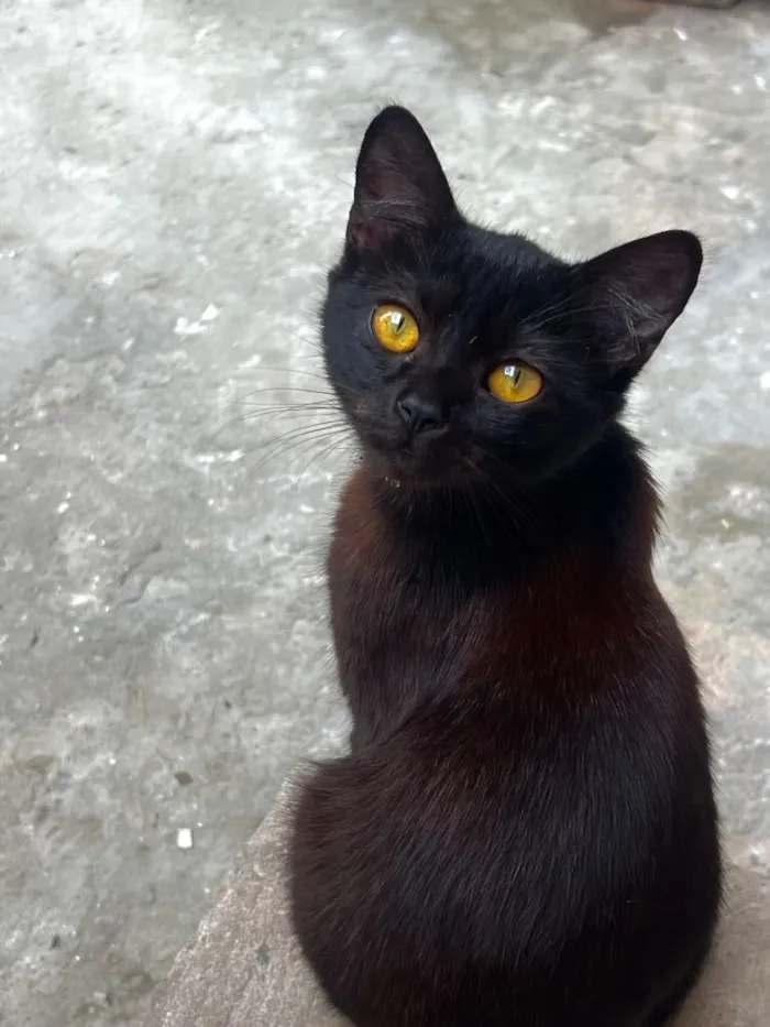 Gato raça SRD-ViraLata idade 7 a 11 meses nome Khalice