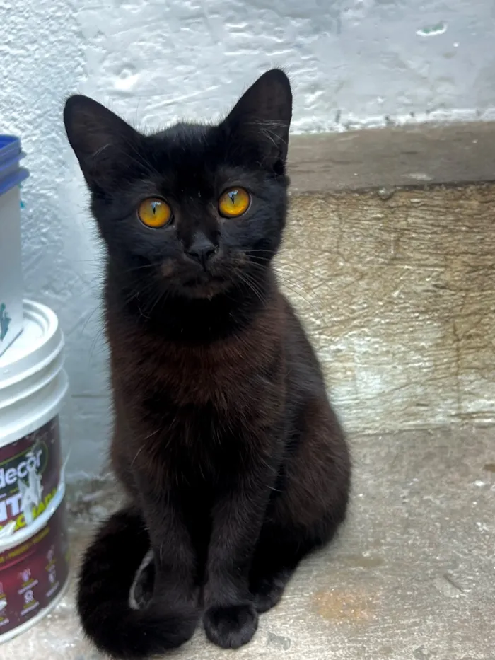 Gato raça SRD-ViraLata idade 7 a 11 meses nome Khalice