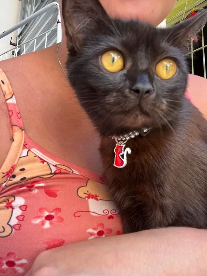 Gato raça SRD-ViraLata idade 7 a 11 meses nome Khalice