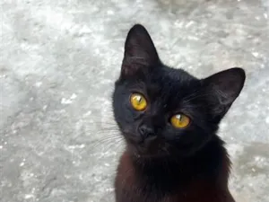 Gato raça SRD-ViraLata idade 7 a 11 meses nome Khalice