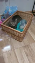 Bichano