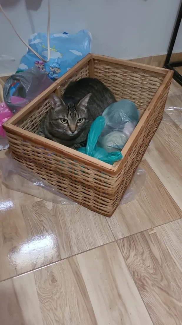 Gato raça SRD-ViraLata idade 6 ou mais anos nome Bichano
