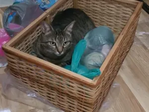 Gato raça SRD-ViraLata idade 6 ou mais anos nome Bichano