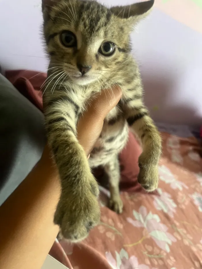 Gato raça SRD-ViraLata idade 2 a 6 meses nome Luca 