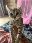 Luca 