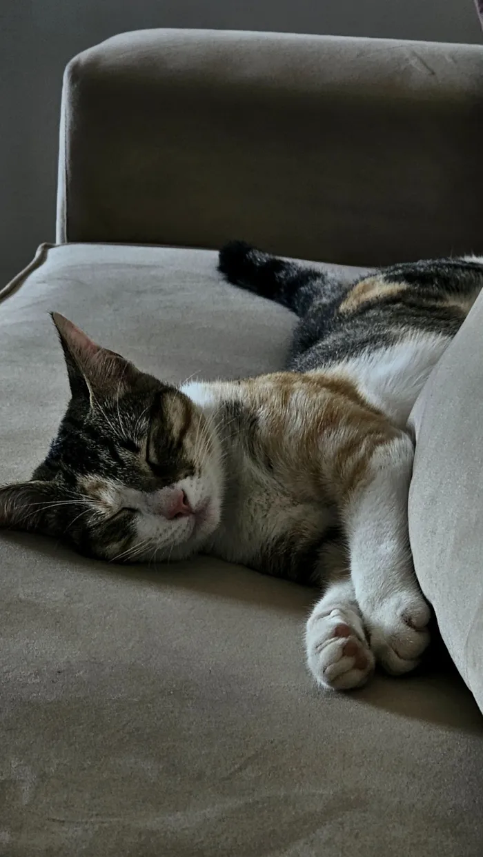 Gato raça SRD-ViraLata idade 7 a 11 meses nome maki
