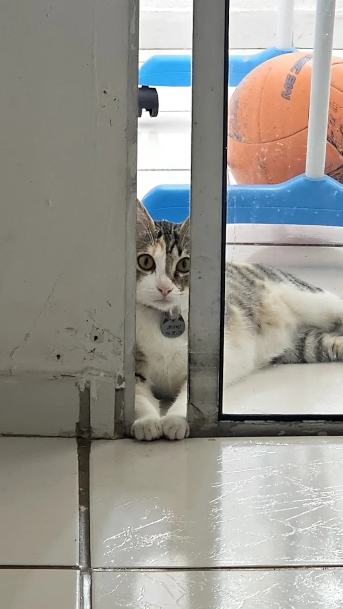 Gato raça SRD-ViraLata idade 7 a 11 meses nome maki