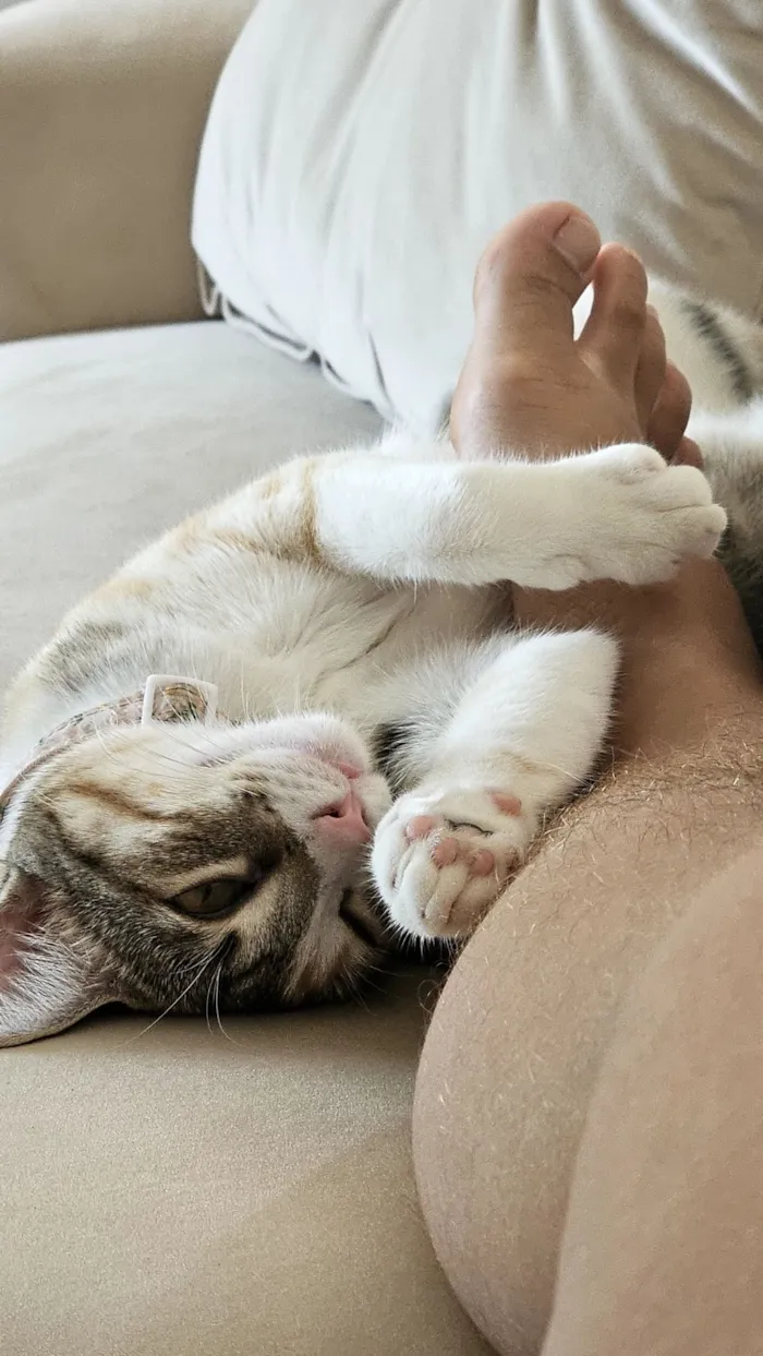 Gato raça SRD-ViraLata idade 7 a 11 meses nome maki