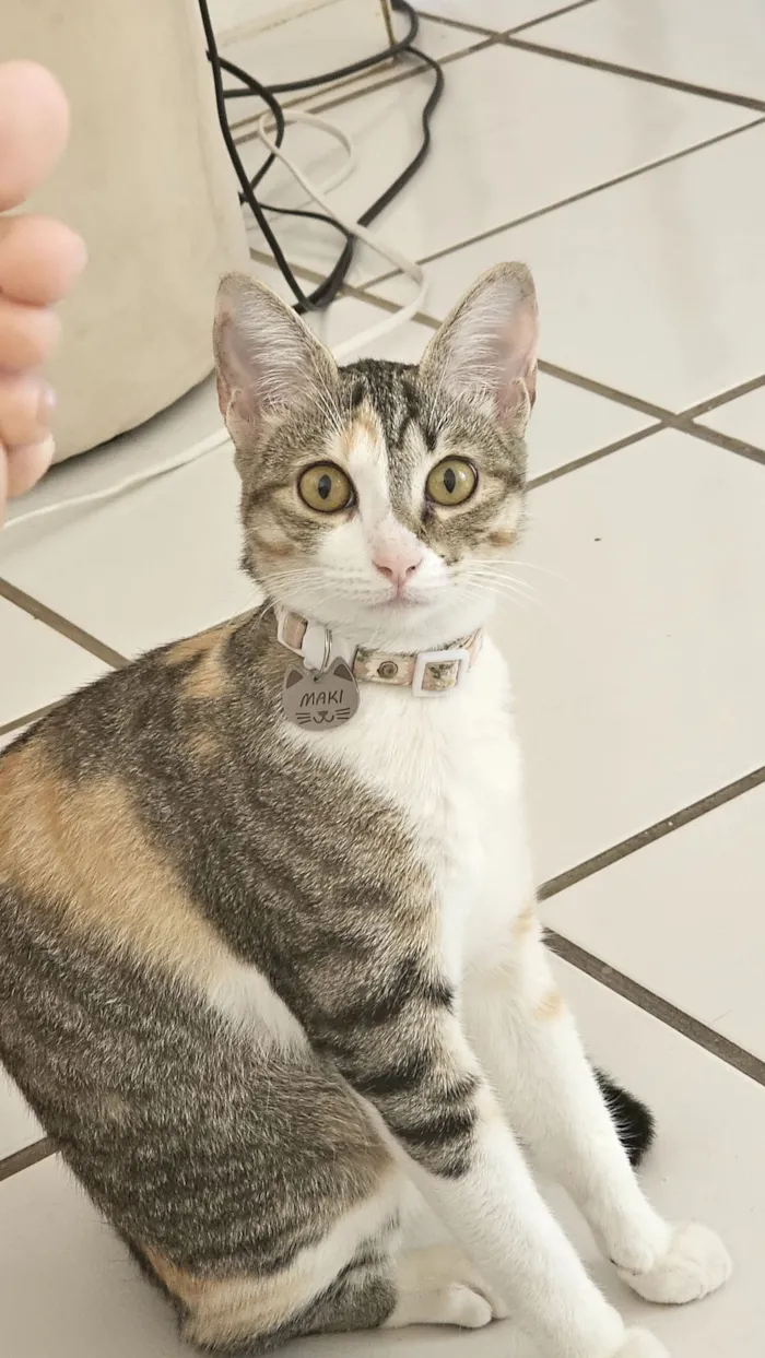 Gato raça SRD-ViraLata idade 7 a 11 meses nome maki