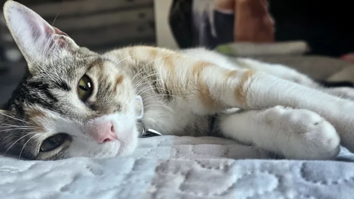 Gato raça SRD-ViraLata idade 7 a 11 meses nome maki