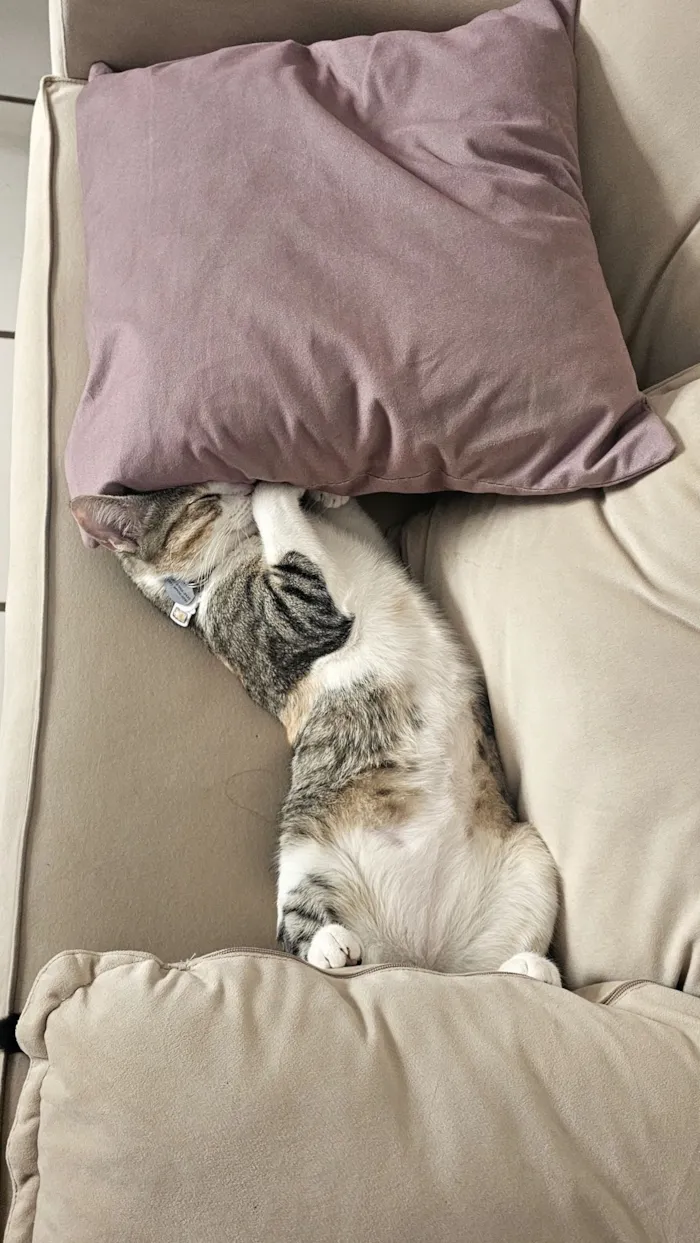 Gato raça SRD-ViraLata idade 7 a 11 meses nome maki