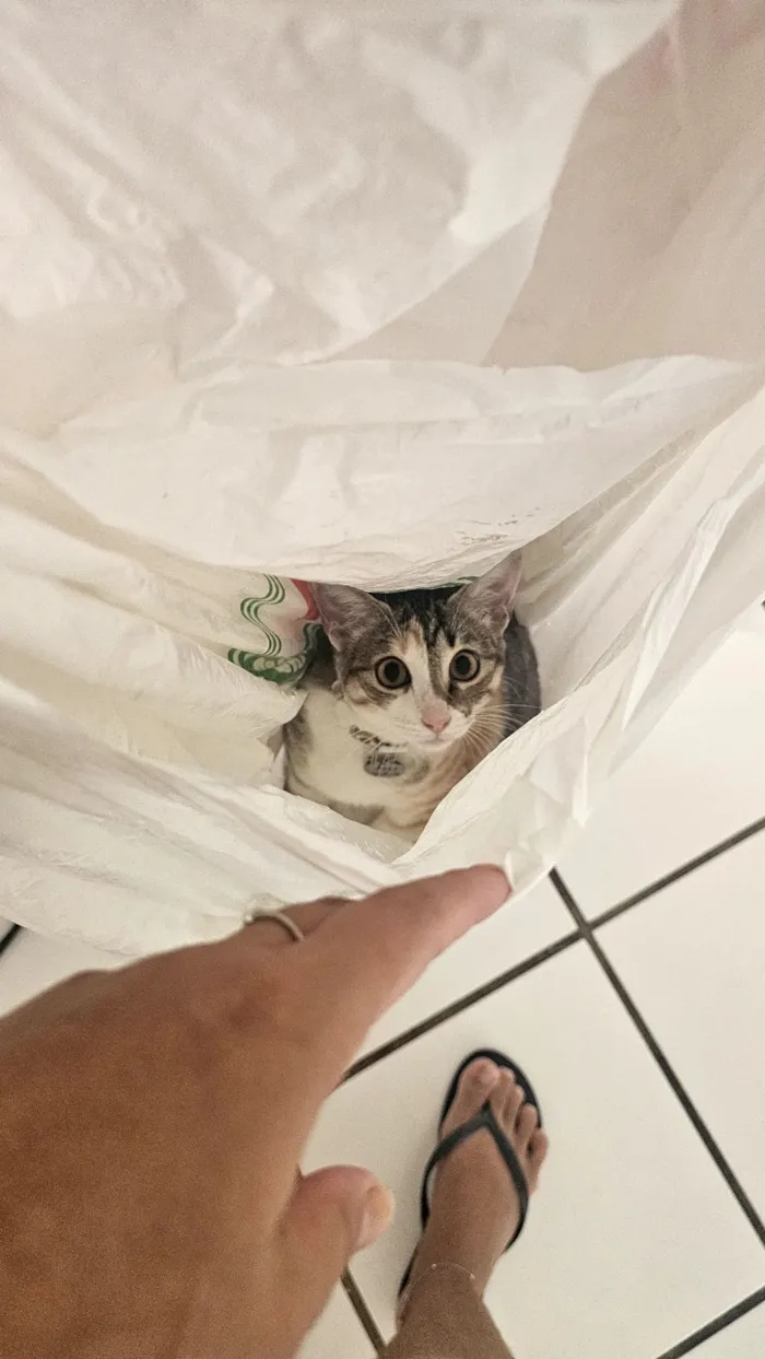 Gato raça SRD-ViraLata idade 7 a 11 meses nome maki