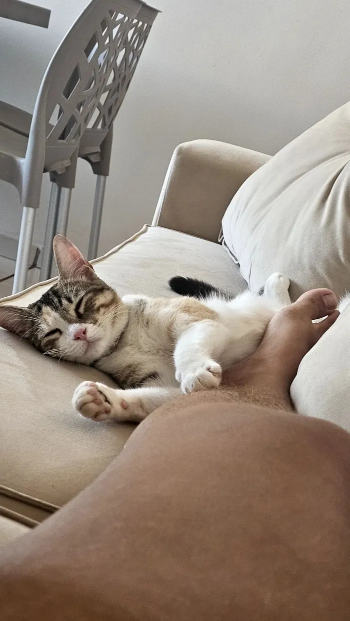 Gato raça SRD-ViraLata idade 7 a 11 meses nome maki
