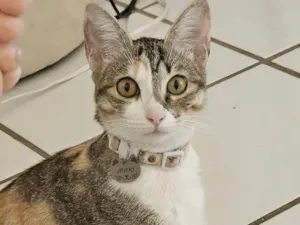 Gato raça SRD-ViraLata idade 7 a 11 meses nome maki