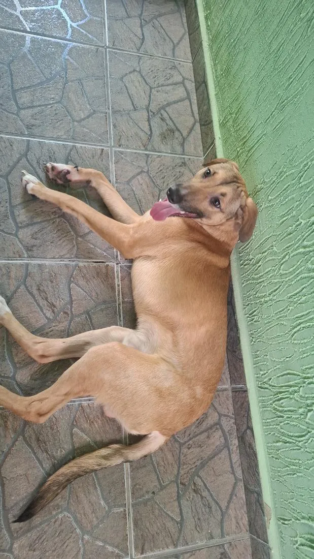 Cachorro raça SRD-ViraLata idade 2 a 6 meses nome nao sabemos, achamos na rua
