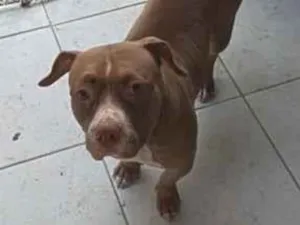 Cachorro raça Pit-Bull idade 4 anos nome duquesa