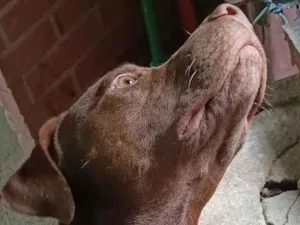 Cachorro raça Pit-Bull idade 2 anos nome café e Sakura mãe e filho