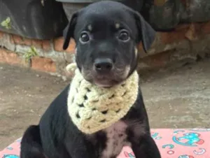 Cachorro raça SRD-ViraLata idade 2 a 6 meses nome Flash