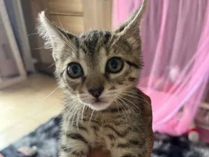 Gato raça SRD-ViraLata idade 2 a 6 meses nome Luca 