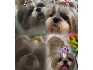 Cachorro raça Shitzu idade 6 ou mais anos nome Luna