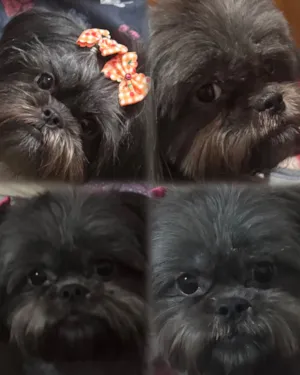 Cachorro raça Shitzu idade 2 anos nome Maju