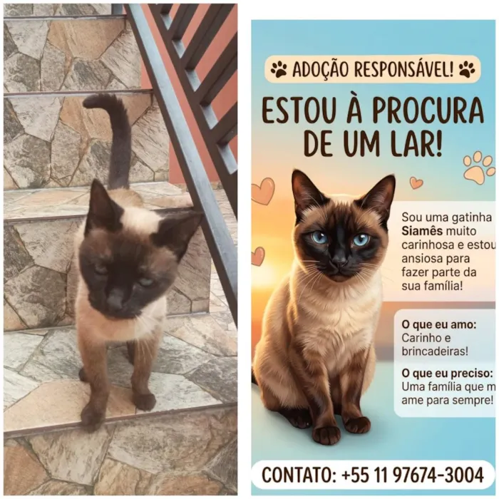 Gato raça Siamês idade 2 a 6 meses nome Pandora