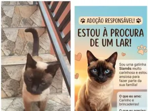 Gato raça Siamês idade 2 a 6 meses nome Pandora