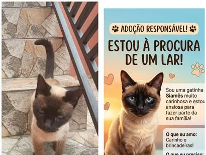 Gato raça Siamês idade 2 a 6 meses nome Pandora