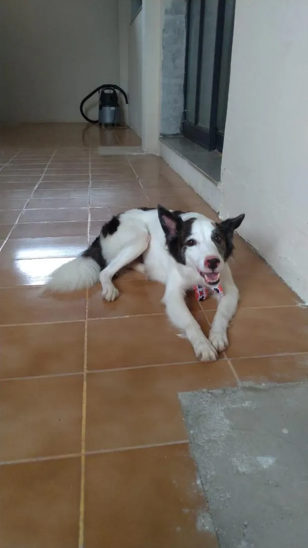 Cachorro raça SRD-ViraLata idade 6 ou mais anos nome Dani