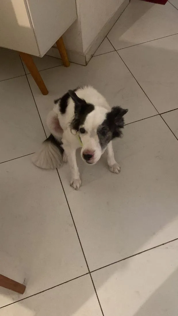 Cachorro raça SRD-ViraLata idade 6 ou mais anos nome Dani