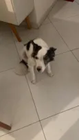 Dani