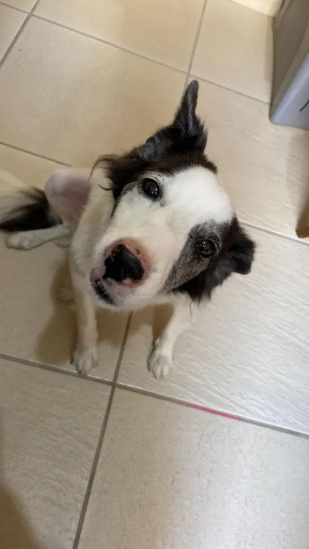 Cachorro raça SRD-ViraLata idade 6 ou mais anos nome Dani