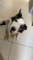 Dani