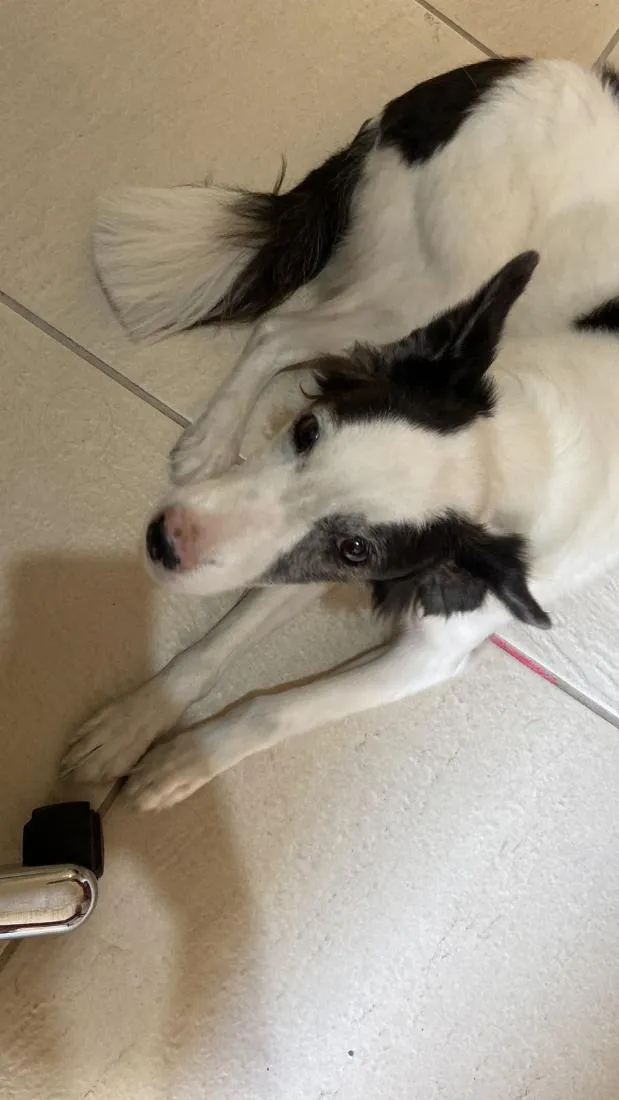 Cachorro raça SRD-ViraLata idade 6 ou mais anos nome Dani