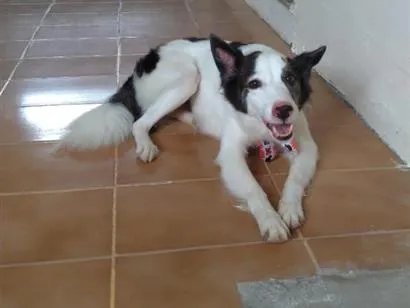 Cachorro raça SRD-ViraLata idade 6 ou mais anos nome Dani