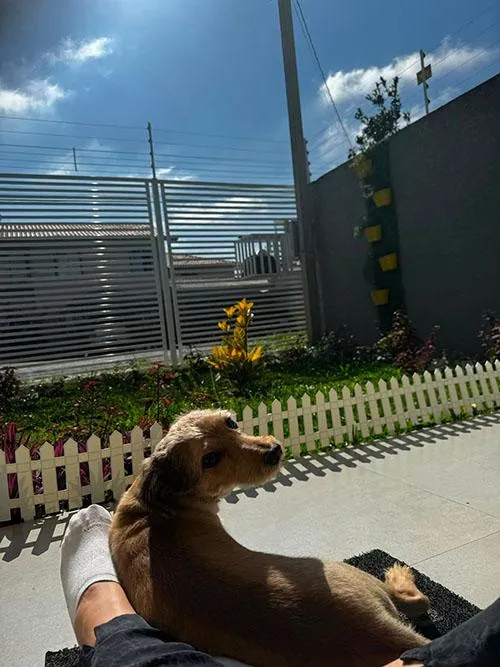 Cachorro raça SRD-ViraLata idade 6 ou mais anos nome Thor