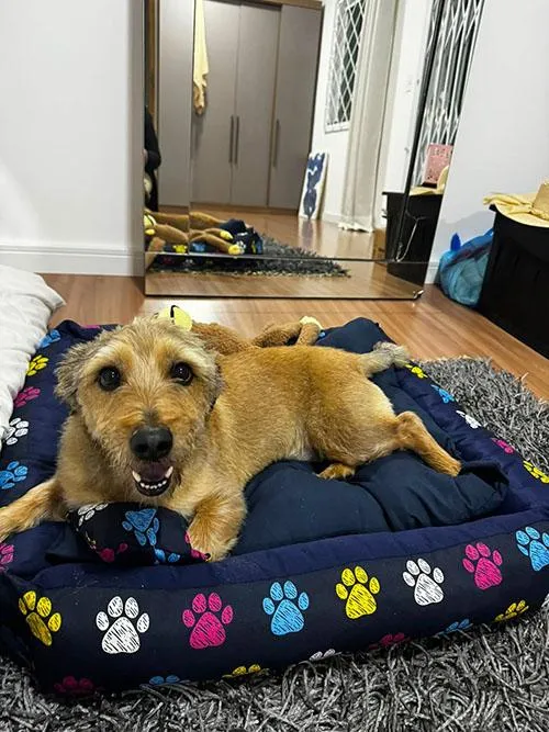 Cachorro raça SRD-ViraLata idade 6 ou mais anos nome Thor