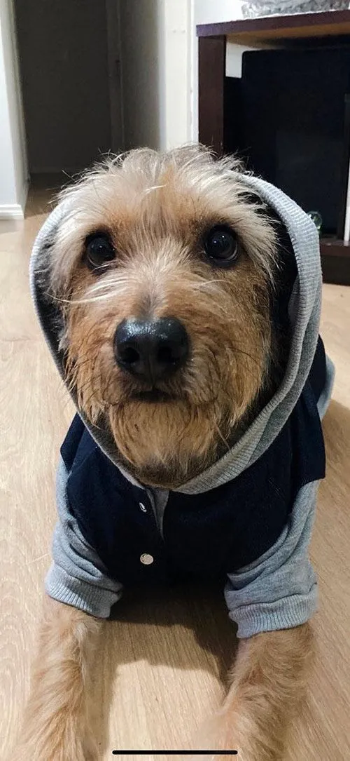 Cachorro raça SRD-ViraLata idade 6 ou mais anos nome Thor