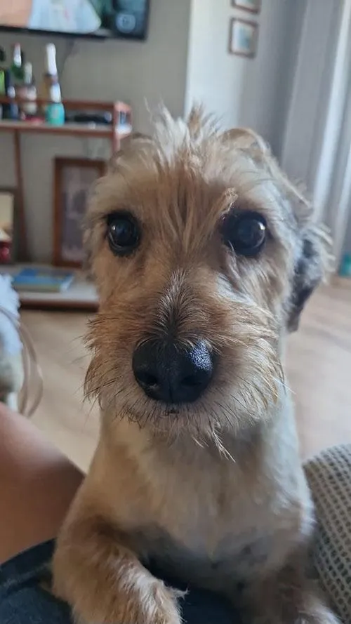 Cachorro raça SRD-ViraLata idade 6 ou mais anos nome Thor