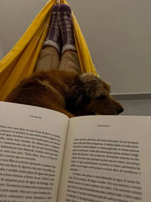Cachorro raça SRD-ViraLata idade 6 ou mais anos nome Thor