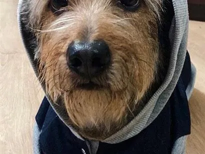 Cachorro raça SRD-ViraLata idade 6 ou mais anos nome Thor