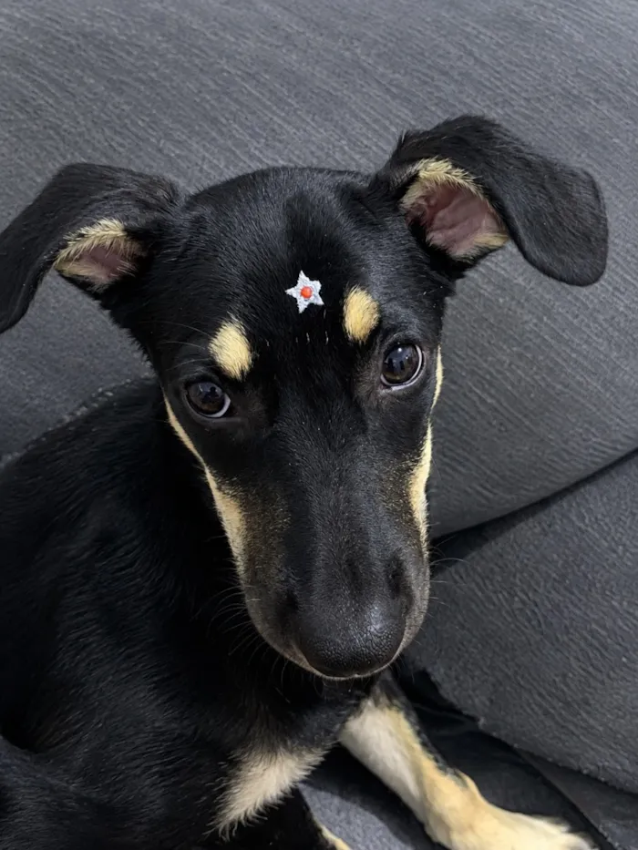 Cachorro raça SRD-ViraLata idade 7 a 11 meses nome Pimenta